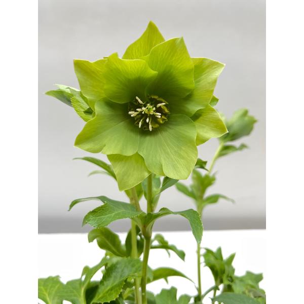 クリスマスローズ 開花確認株 花はついていません 008 : 花郷園 クリスマスローズ 開花確認株 花はついていません 008 : 花郷園