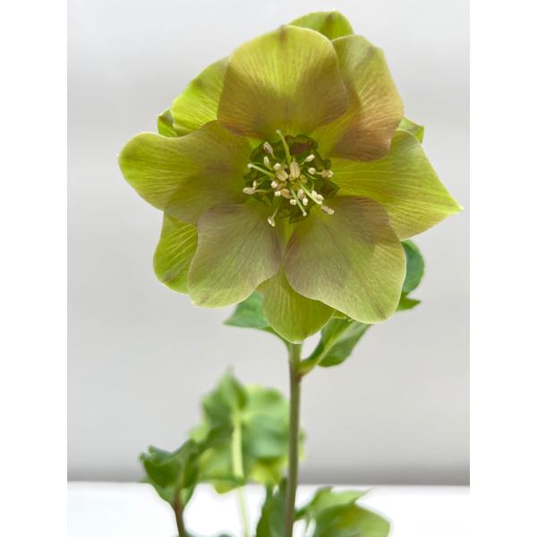 クリスマスローズ 開花確認株 花はついていません 013 : 花郷園 クリスマスローズ 開花確認株 花はついていません 013 : 花郷園