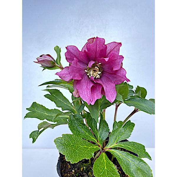kagoen-nursery_25crb163 kagoen-nursery_25crb163