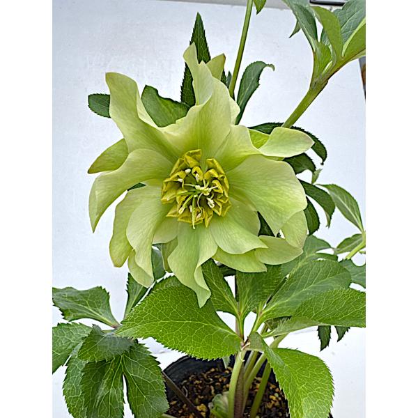 クリスマスローズ 開花確認株 花はついていません 169 パピエ クリスマスローズ 開花確認株 花はついていません 169 パピエ