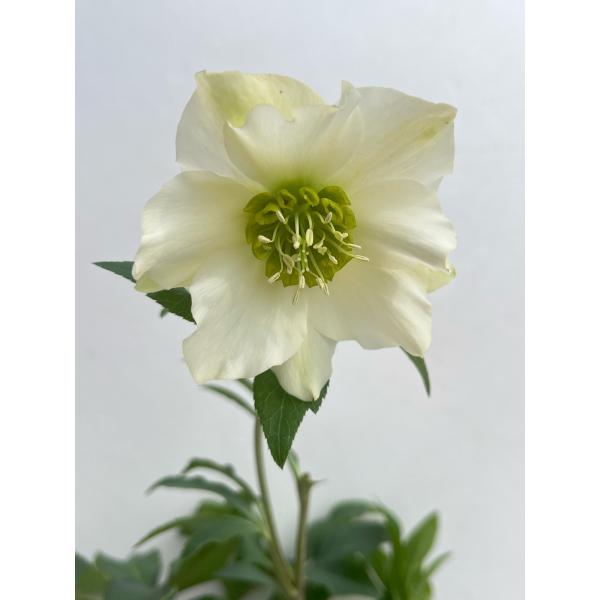 kagoen-nursery_25crb213