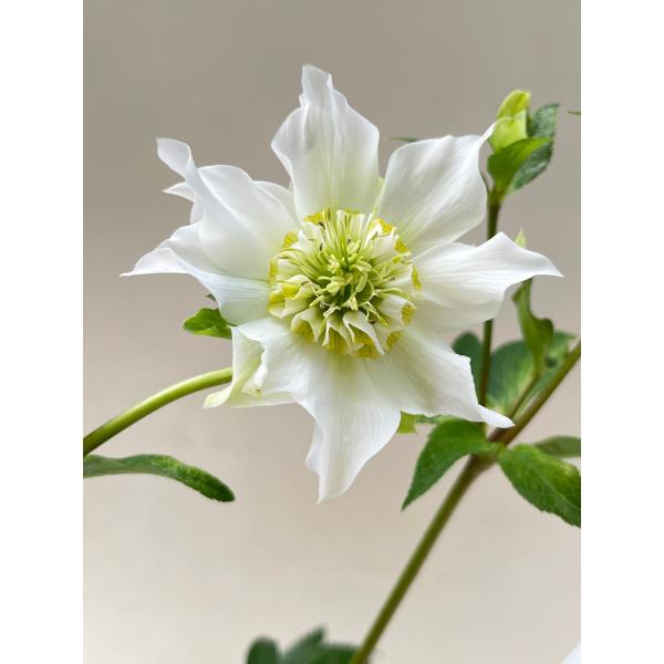 クリスマスローズ 開花確認株 【パピエ ブランシュ ドゥ】 花はついていません 2601