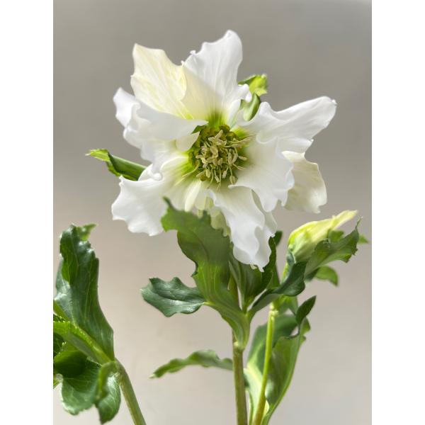 クリスマスローズ 開花確認株 【パピエ ブランシュ】 花はついていません 2606