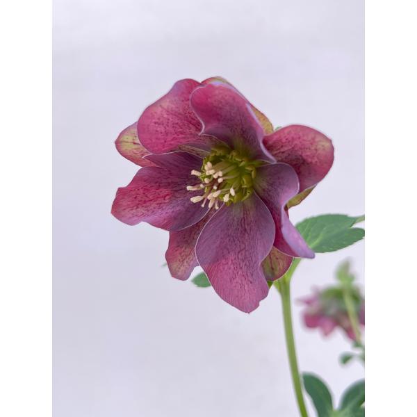 クリスマスローズ 開花確認株 【レッドサン】 花はついていません 2630