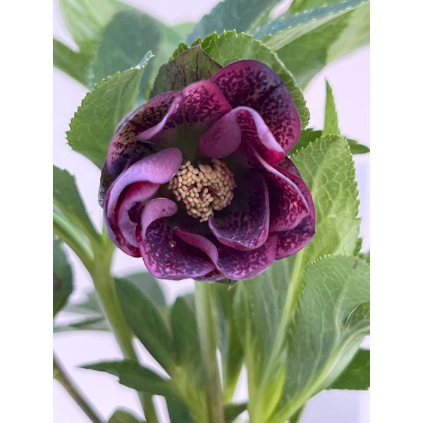 クリスマスローズ 開花確認株 【パピエ ノワール】 花はついていません