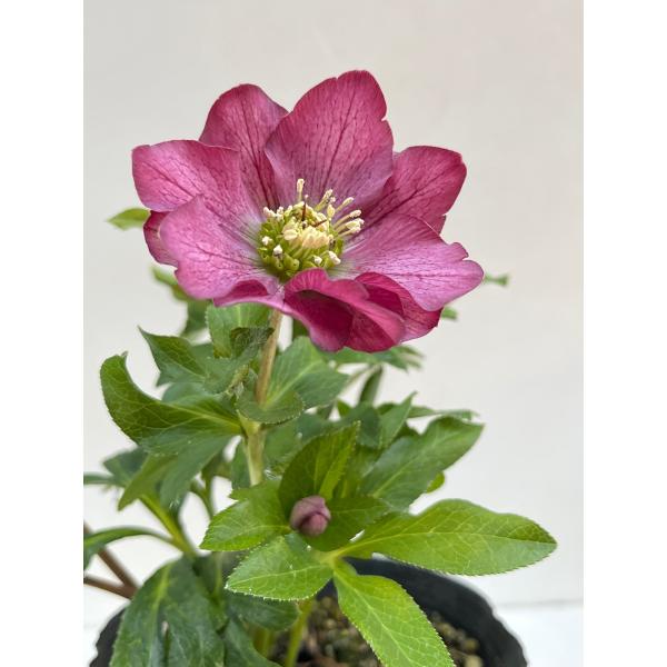 クリスマスローズ 開花確認株 【レッドサン】 花はついていません 2652