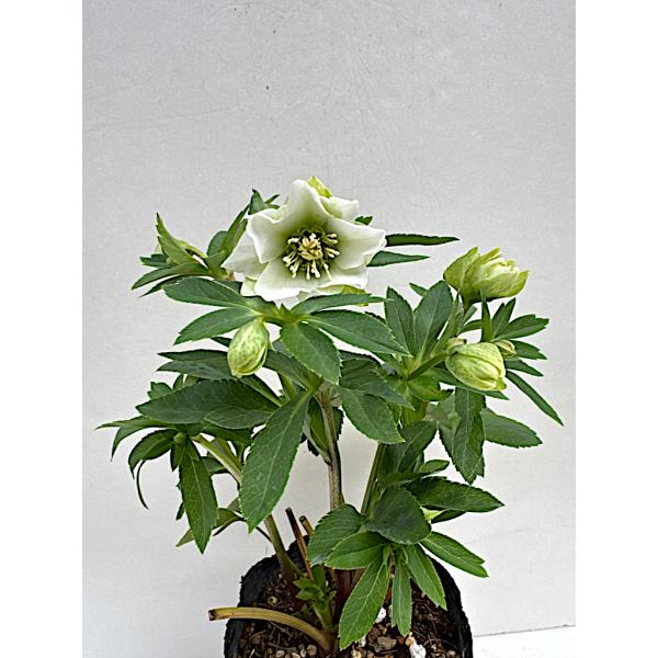 クリスマスローズ 開花苗 002 パピエブランシュ（小輪ブーケ咲き
