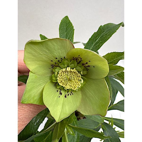 クリスマスローズ　苗 クリスマスローズ 開花苗 007 ピスタッシュショコラ : 花郷園 KAGOEN