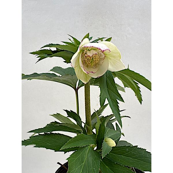 ♡開花中♡クリスマスローズ小輪ホワイト多弁 クリスマスローズ 開花苗 008 ホワイトセミダブルピコテイ : 花郷園