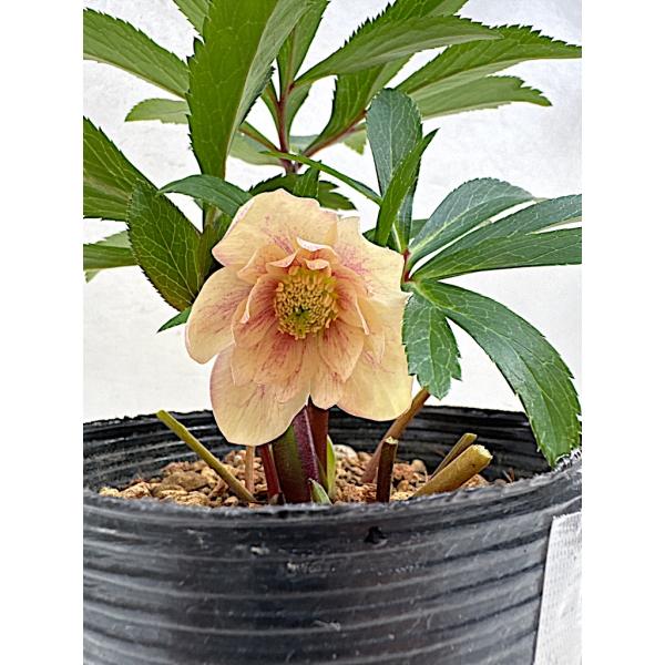 クリスマスローズ 開花苗 011 プチアプリコット : 花郷園 KAGOEN