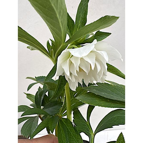 クリスマスローズ 開花苗 012 ホワイトドロップ : 花郷園 KAGOEN