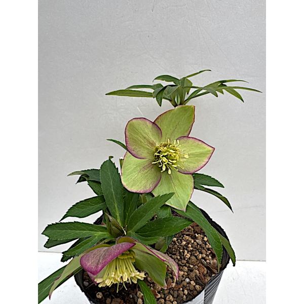 bonobono様ご購入苗㉖-166㉖-180クリスマスローズ bonobono 様専用