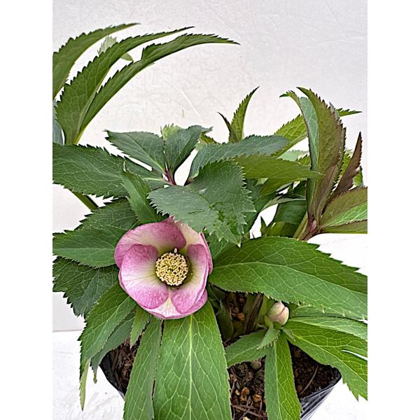 クリスマスローズ 開花苗 020 トルカサクラコ : 花郷園 KAGOEN NURSERY