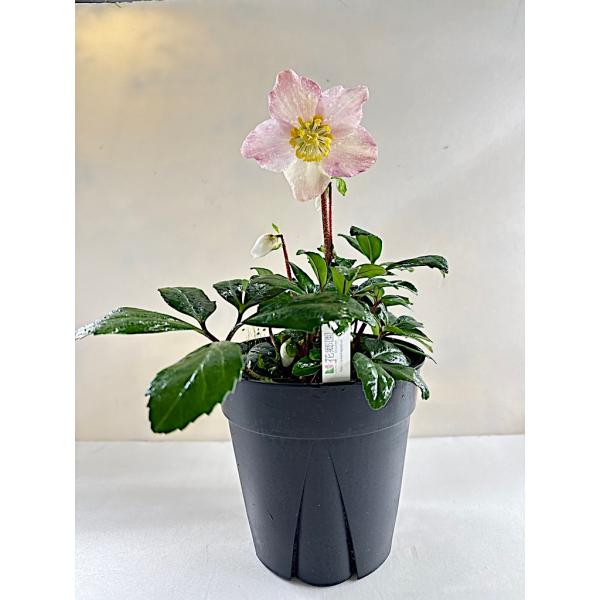 クリスマスローズ 原種 ニゲル 開花苗 021 : 花郷園 KAGOEN NURSERY