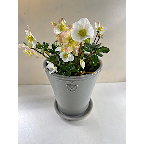 クリスマスローズ 開花苗 022 ニゲル陶器鉢入り7号サイズ（現品