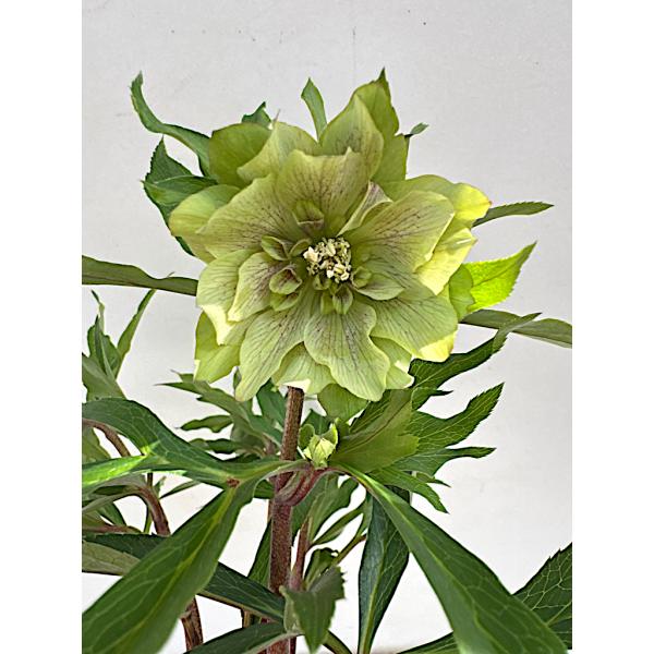 クリスマスローズ 開花苗 023 パピエピスタッシュdeux : 花郷園 KAGOEN