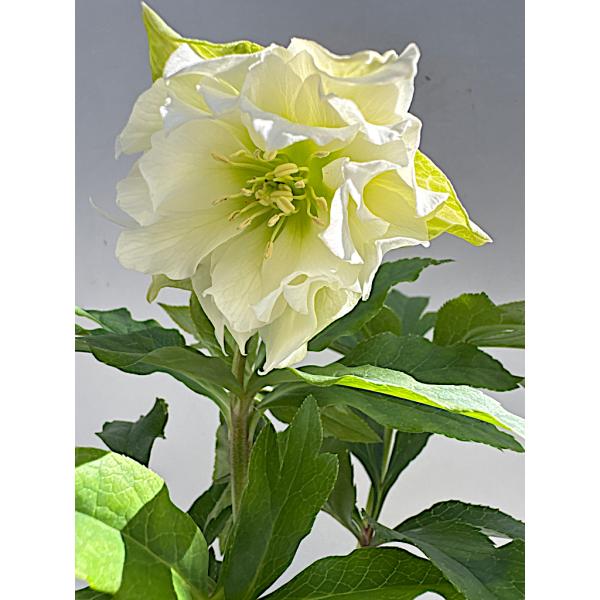 クリスマスローズ 開花苗 025 ペオニーホワイト : 花郷園 KAGOEN