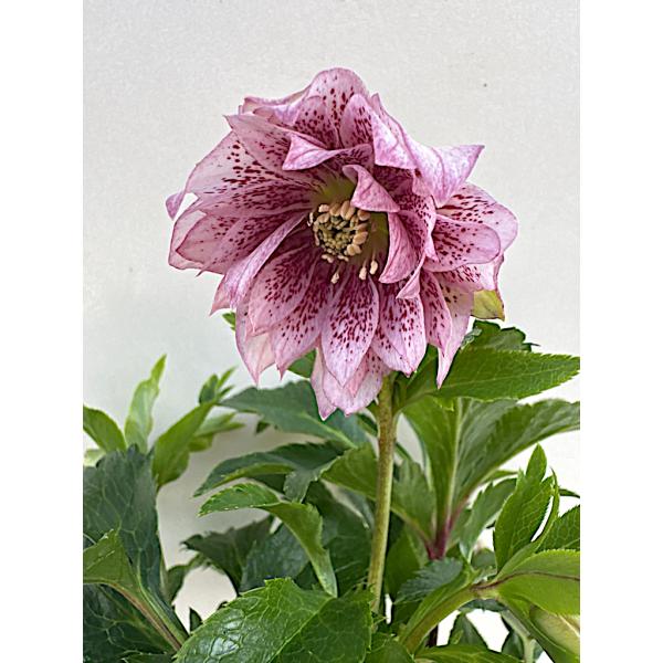 クリスマスローズ 開花苗 026 ペオニーピンク : 花郷園 KAGOEN NURSERY