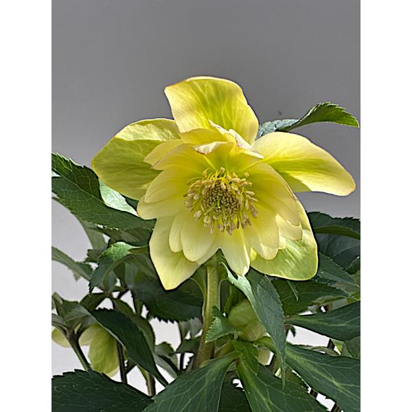 クリスマスローズ 開花苗 031 イエローダブル : 花郷園 KAGOEN NURSERY