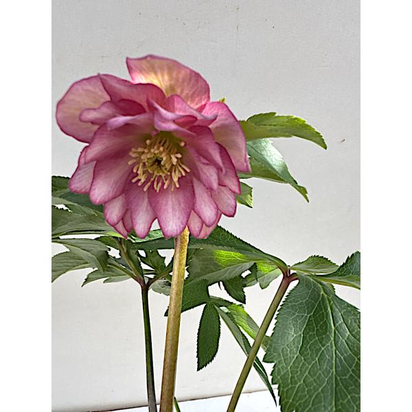 nigella1123 クリスマスローズ 小苗 セット クリスマスローズ 開花苗 035 キャンディーピンク : 花郷園 KAGOEN