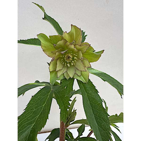 クリスマスローズ 開花苗 034 コメットピコテイー : 花郷園 KAGOEN