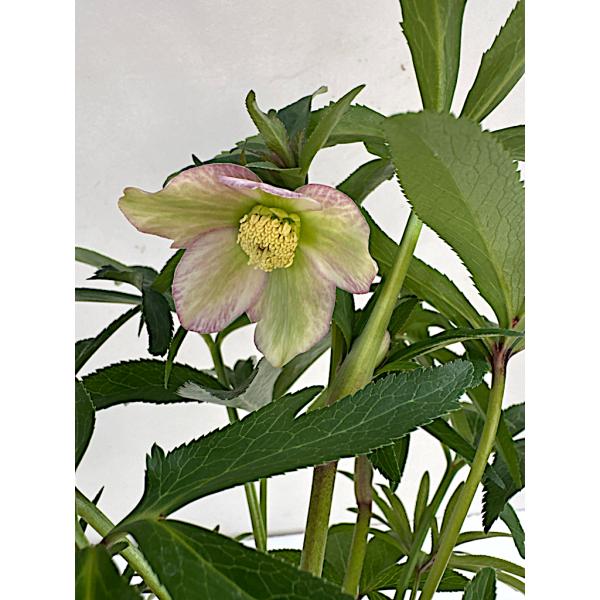 クリスマスローズ苗セット　ssチベタヌス3号＆ss強芳香性ボッコネイ6号 クリスマスローズ苗セット ssチベタヌス3号＆ss強芳香性ボッコネイ6号