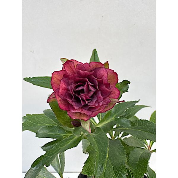 クリスマスローズ 開花苗 046 ぺオニーレッド : 花郷園 KAGOEN NURSERY