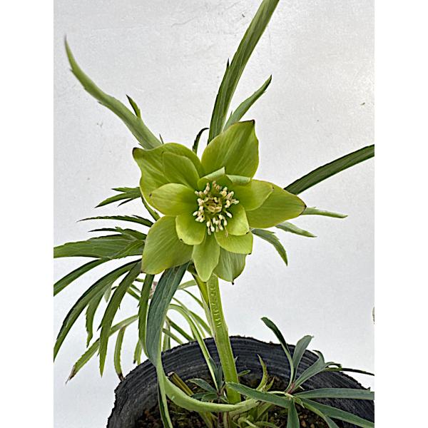 クリスマスローズ 開花苗 051 アバニコ : 花郷園 KAGOEN NURSERY