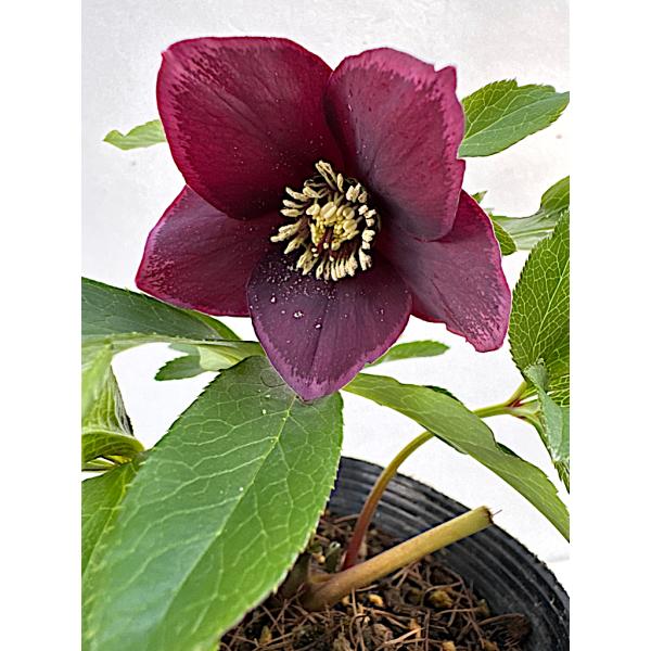 クリスマスローズ 開花苗 052 ラズベリーチョコレート : 花郷園 KAGOEN