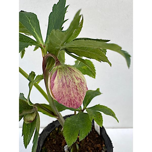 クリスマスローズ 開花苗 053 霜降り絣 : 花郷園 KAGOEN NURSERY