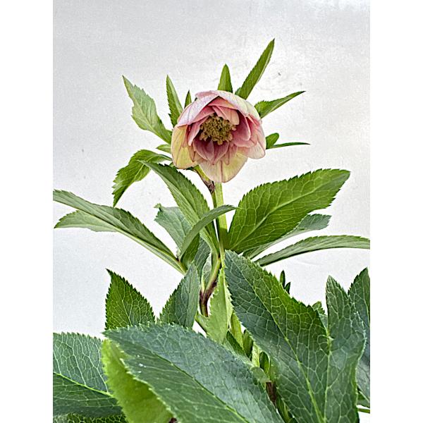 かぁむぅ様ご購入苗㉖-213㉖-217クリスマスローズ クリスマスローズ