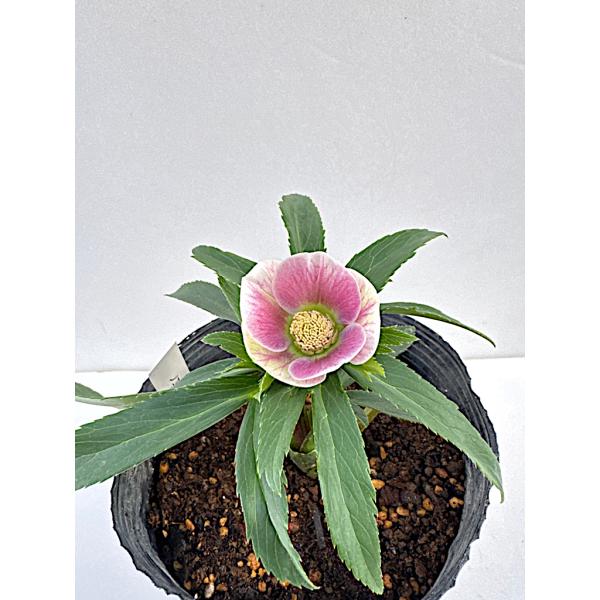 クリスマスローズ 開花苗 055ノエルパピエ : 花郷園 KAGOEN NURSERY