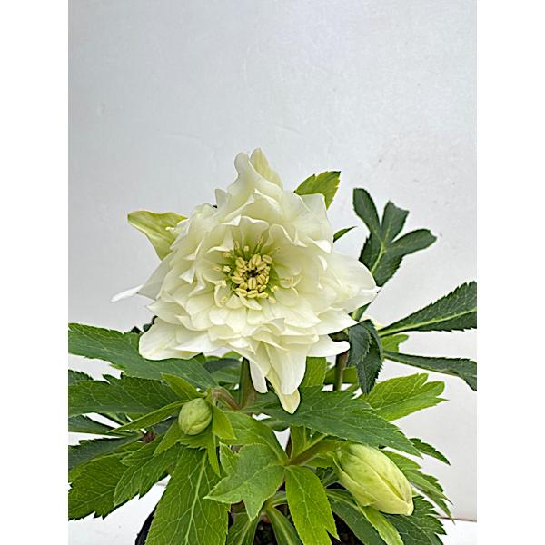 ㉖-58クリスマスローズ クリスマスローズ 開花苗 058` `ペオニーホワイト : 花郷園 KAGOEN