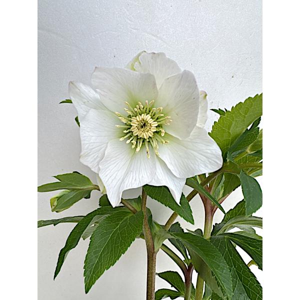 クリスマスローズ 開花苗 059 パピエブランシュ : 花郷園 KAGOEN