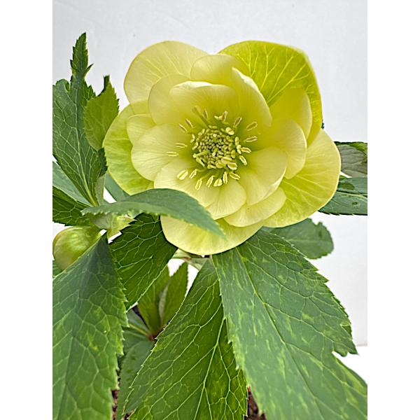 クリスマスローズ 開花苗 063 イエローシフォン : 花郷園 KAGOEN