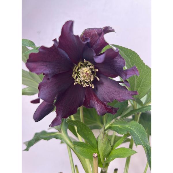 クリスマスローズ 開花苗 076 カラスアゲハ : 花郷園 KAGOEN NURSERY