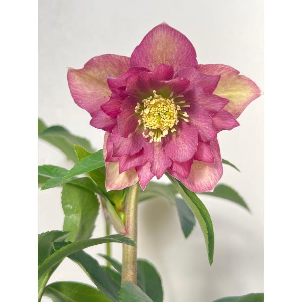 クリスマスローズ 開花苗 084 五角剣弁ピンク&グリーン : 花郷園