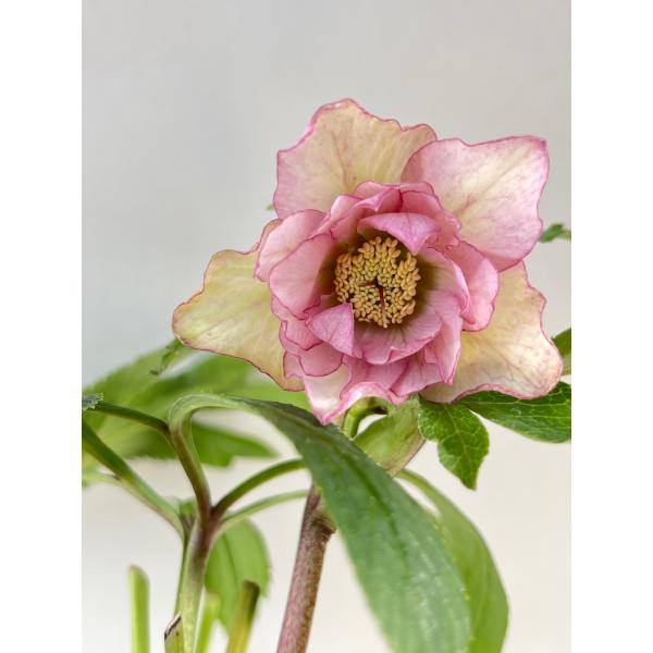 クリスマスローズ 開花苗 095 オーガンジーピンクダブル : 花郷園