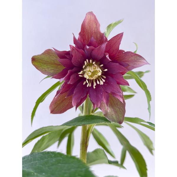 クリスマスローズ 開花苗 097 アンティークへルツェ : 花郷園 KAGOEN