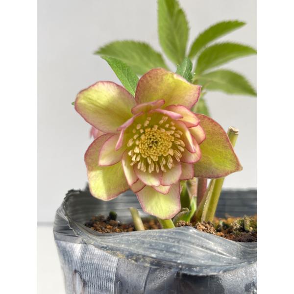 クリスマスローズ 開花苗 098 メロンピンク : 花郷園 KAGOEN NURSERY