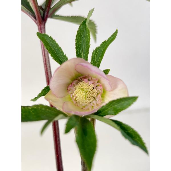 クリスマスローズ 開花苗 104 サクラセミダブル小輪 : 花郷園 KAGOEN