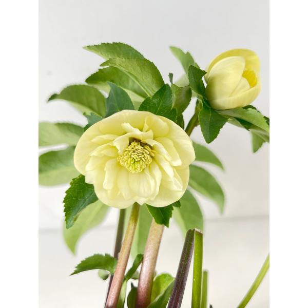 クリスマスローズ 開花苗 106 イエローゴールド小輪 : 花郷園 KAGOEN