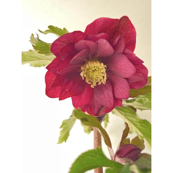 クリスマスローズ 開花苗 112 レッドダブル : 花郷園 KAGOEN NURSERY