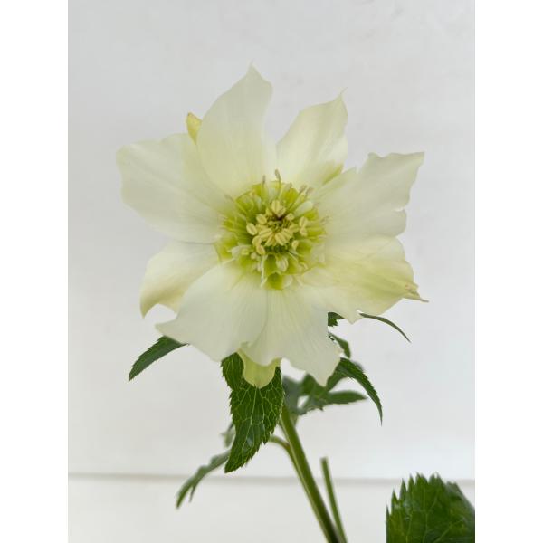 クリスマスローズ 開花苗 116 パピエブランシュドゥ : 花郷園 KAGOEN