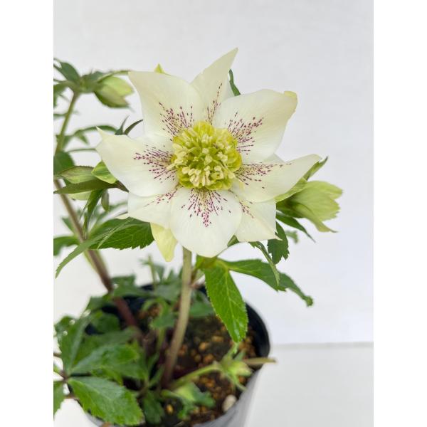 クリスマスローズ 開花苗 117 パピエブランシュdeux : 花郷園 KAGOEN