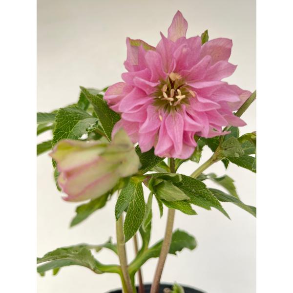 クリスマスローズ 開花苗 119 ペオニー : 花郷園 KAGOEN NURSERY