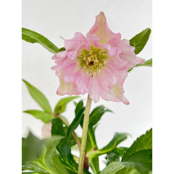 クリスマスローズ 開花苗 120 ペオニー : 花郷園 KAGOEN NURSERY