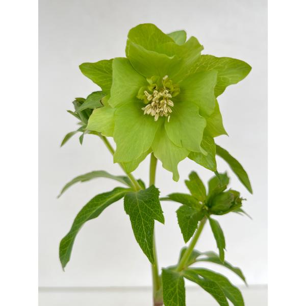 クリスマスローズ 開花確認株 124 パピエグリーン 花はついていません