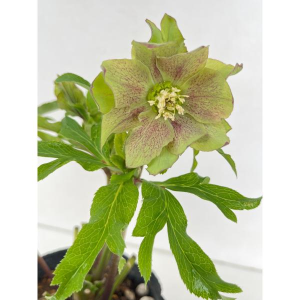 クリスマスローズ 開花苗 125 パピエアンテイーク : 花郷園 KAGOEN