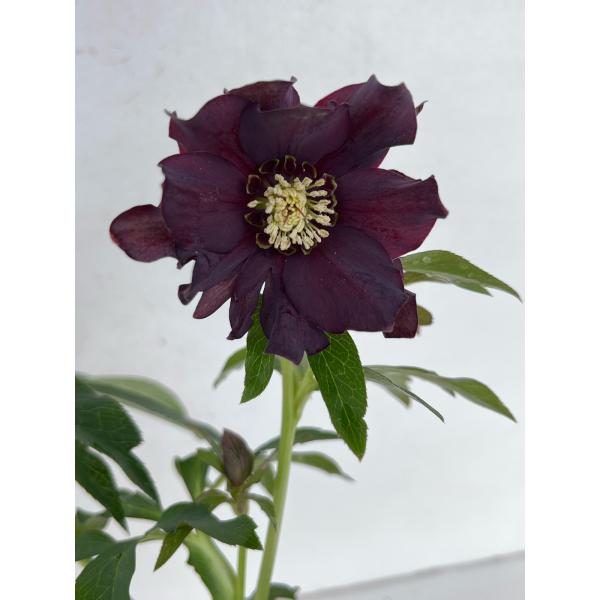 クリスマスローズ 開花苗 128 パピエノワール : 花郷園 KAGOEN NURSERY